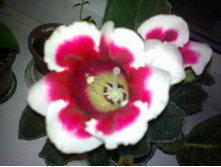 ������ �������