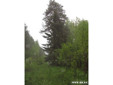 ��� ���� ������� �� �������� ���������