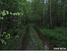 ������ ))))