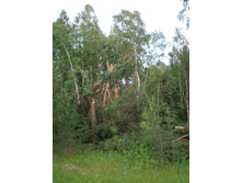 ����������� �������, �������� �� �.�����������