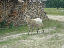 ���.������, ����� ������� ������������� �������� ��������������