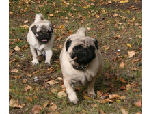 17 �������� ������� 153.jpg