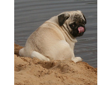 17 �������� ������� 238.jpg