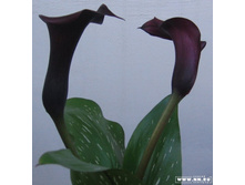 ����� ������