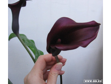 ����� ������ ������