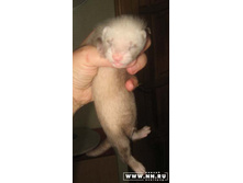 ��� �������