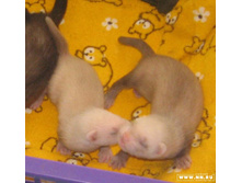 ���� ����� :)