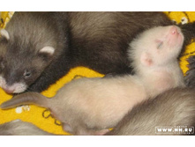 �������� :)