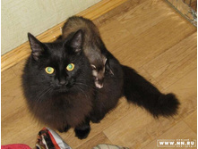 ����� ����� � ����