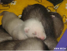 �������� ���� :)