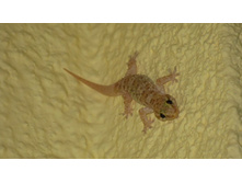 ������ ��������