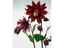 ����� ������           Barlow Bordeaux 23�..jpg
