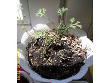 Pelargonium abrotanifolium