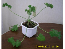 Pelargonium capitatum