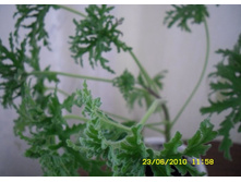 Pelargonium graveolens_