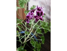 ��������?