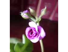 Blue Sybil ����������