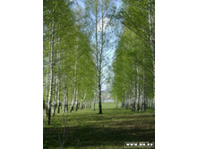 ������� �����������