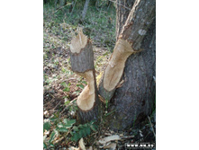 �����-��������