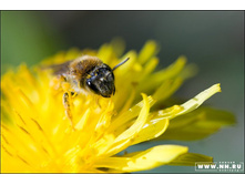 �������� ������