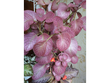 Strawberry �ist.JPG