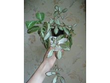 Silver Skys � Tricolor JPG