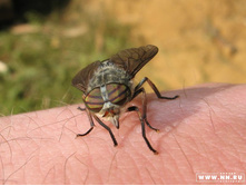 �������-�������, � ���� ����!