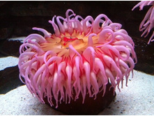 In Sea World, Orlando