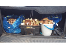 ������ �����