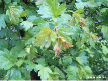 �������� �����)