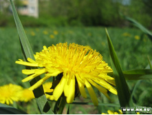 � ������� � ��������