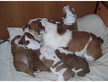 ������� 532.jpg