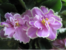 ��-����� ������