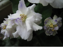 ����� �������