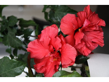 �������� ����.jpg