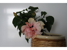 �������� �������.jpg