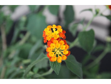 ������� ���������.jpg