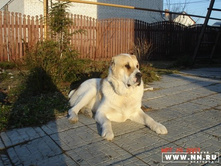 ���� �����