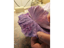 DSCF3690.JPG