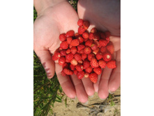 �� ����� ���������)