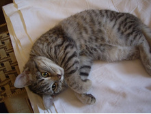 ����� 006.jpg