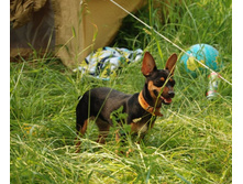 �������� �������