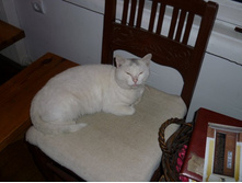 ��� �������