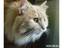 ����, ��� ������� ���, �� � ��� �������� ������;)