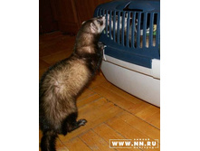 ���� ������� ��� �������