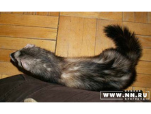 ����� - �����