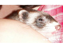 ���� �������