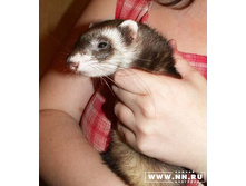 ��������� � ��������