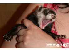 ������� ����