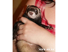 ���أ���� ����